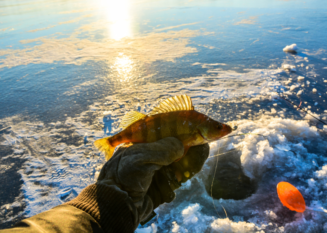 The hand of an angler holding a small fish with the water in the background. 