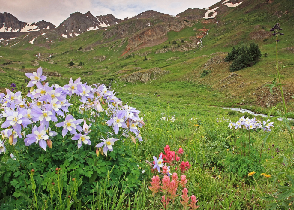 Pale purple and white flowers with yellow centers in the foothills of the mountains.