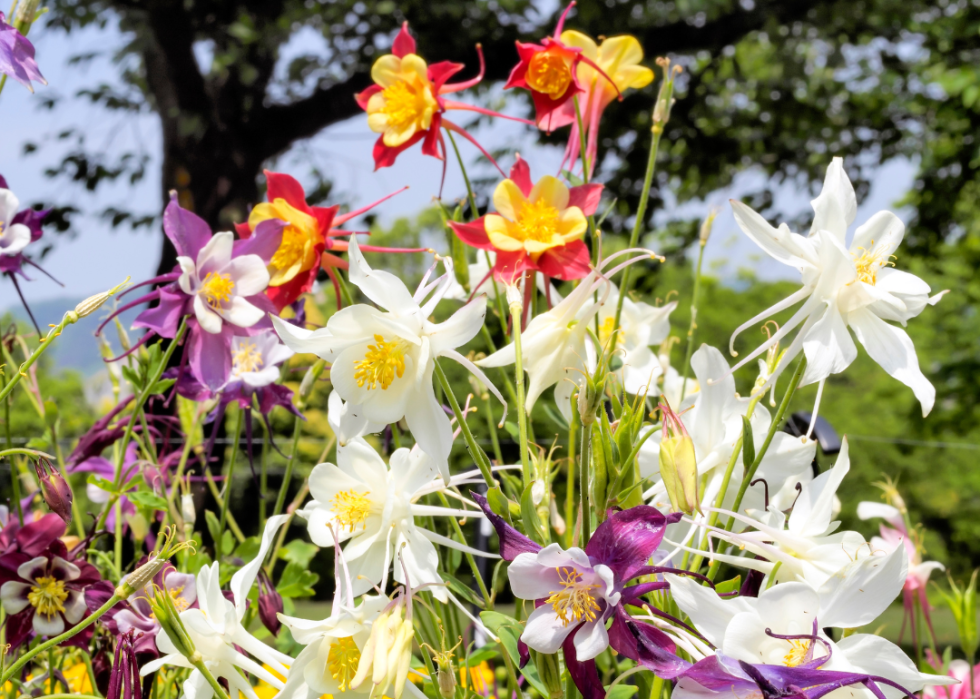 Different color combinations of Western Columbine flowers, including purple, yellow and red.