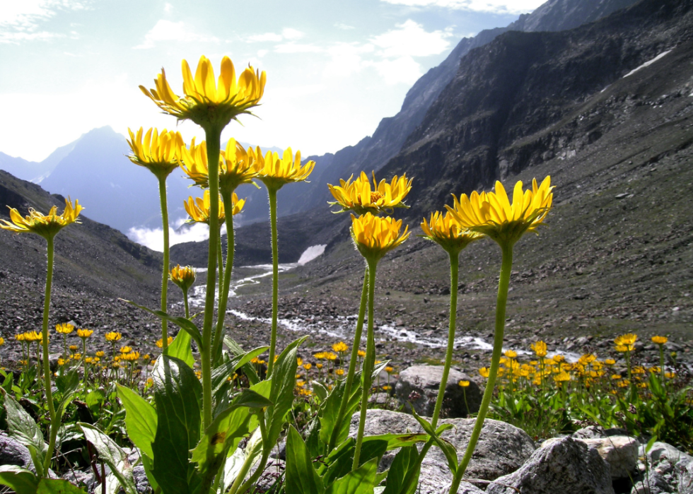 Yellow Arnica flowers near a small stream in a rocky valley.