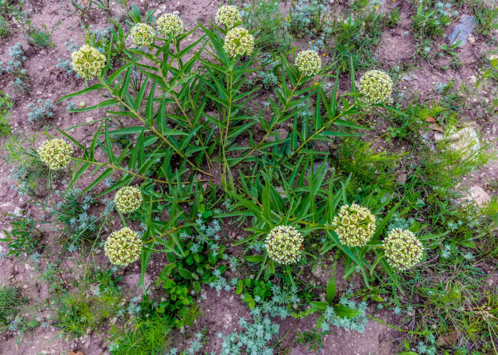 Round ball-shaped flowers in light green.