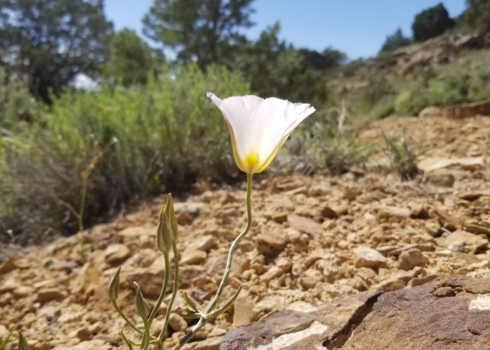 A pink Sego Lily cup growing on a rocky mountainside.