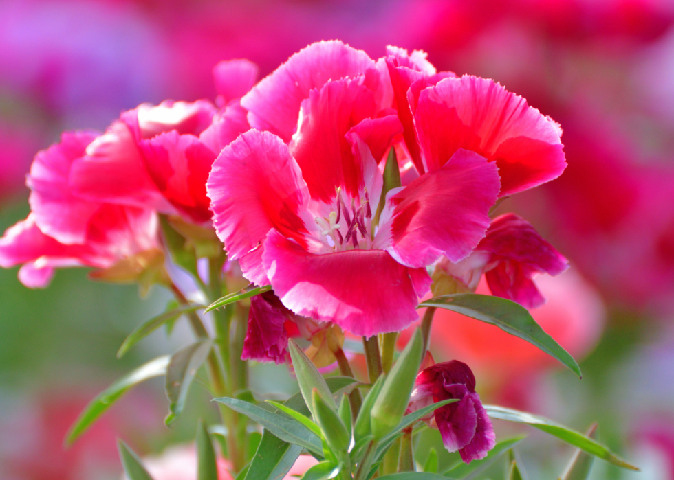 Bright pink flowers.