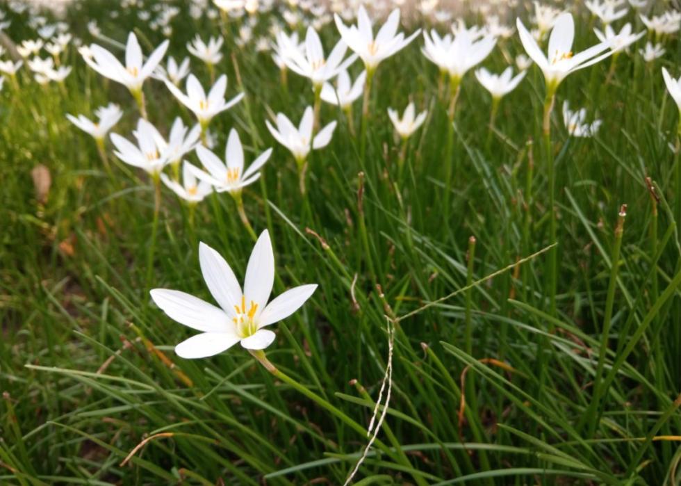 A field of white flowers.