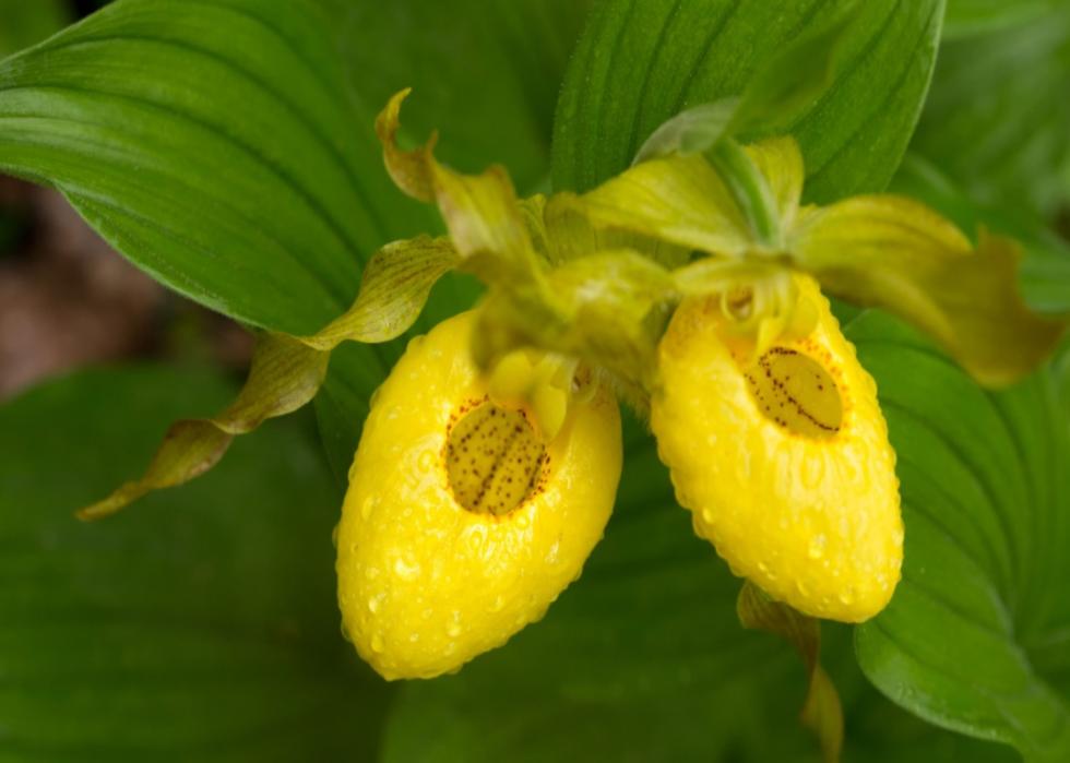 Yellow Lady's Slipper Orchid.