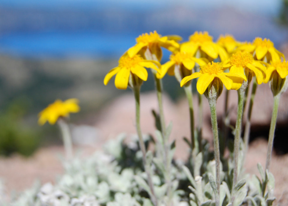 Bright orange flowers with a blurred out mountain background.