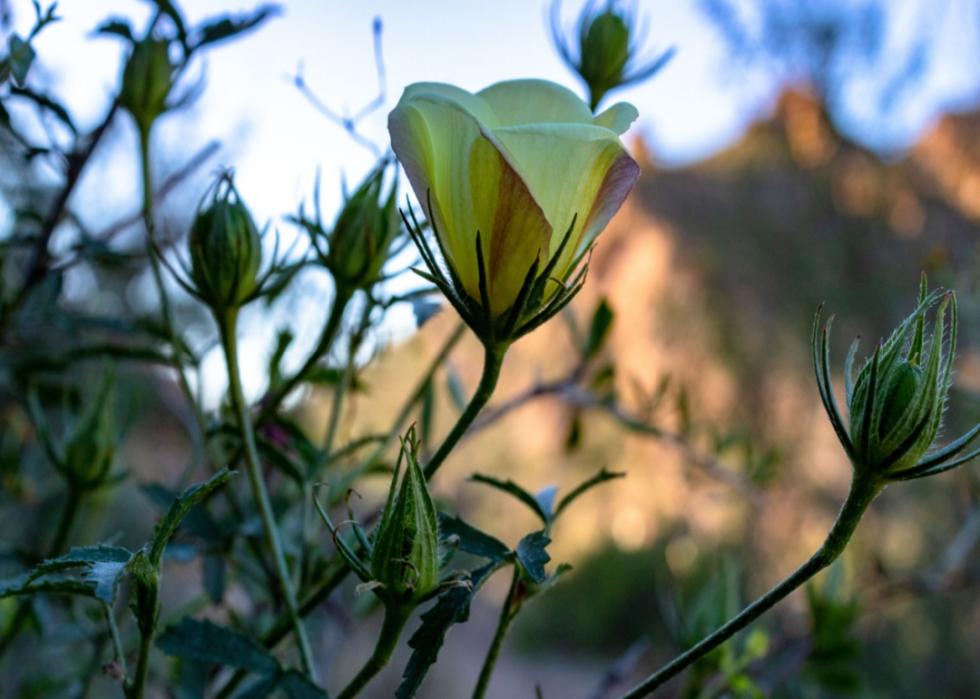 A yellow funnel shaped flower in front of a desert background.