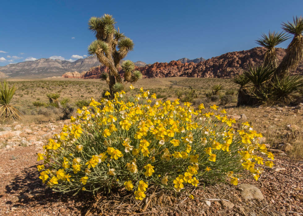 Yellow flower bush in a desert landscape.