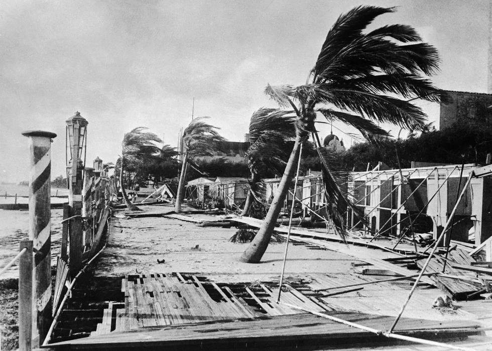 Palms trees on a beach blowing in storm winds.