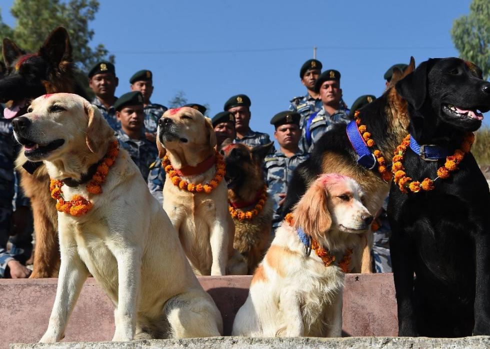 Several dogs with tika on their foreheads and marigold garlands hanging from their necks, with police officers standing behind them.