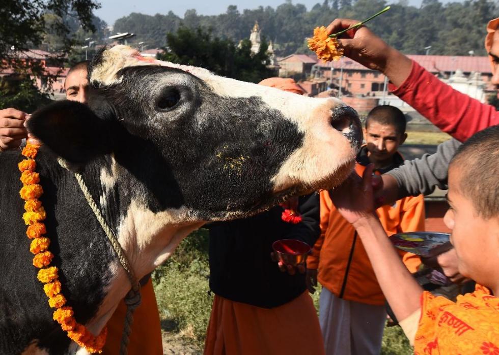 A cow adorned with a marigold garland, surrounded by people. 