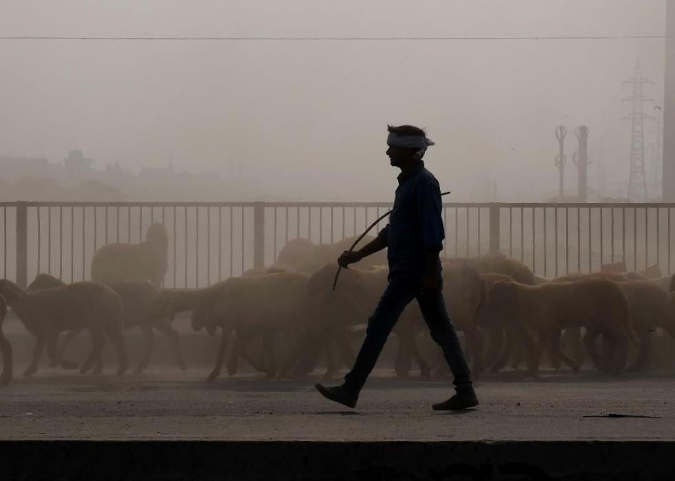 A person walks down a road alongside a herd of animals in a thick cloud of smog.
