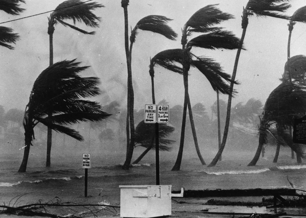 Palm trees blowing in the strong winds, surrounded by sea water.