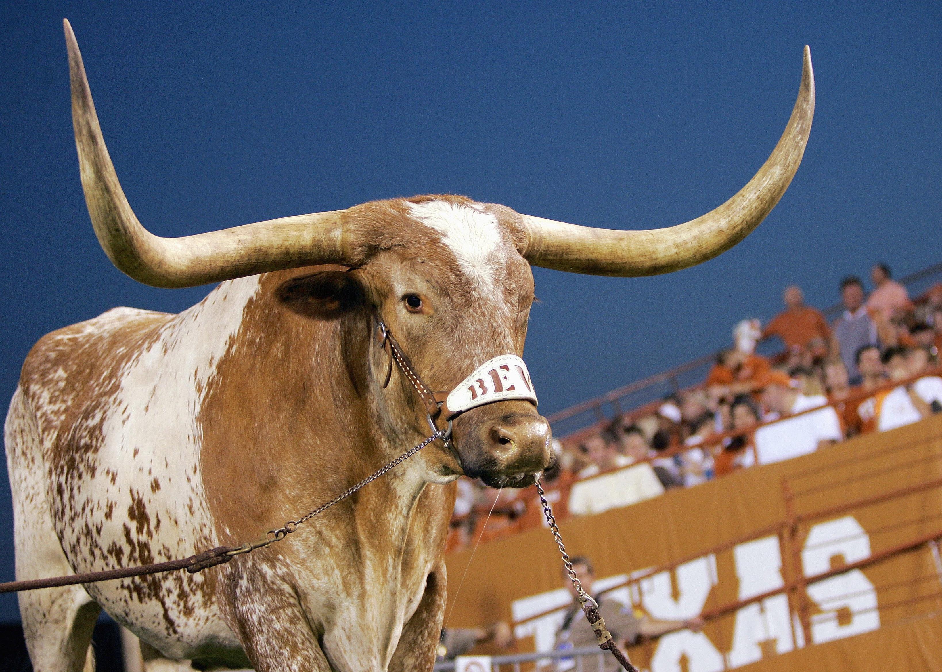 Bevo, mascot of the Texas Longhorns, stands in the corner off the end zone.