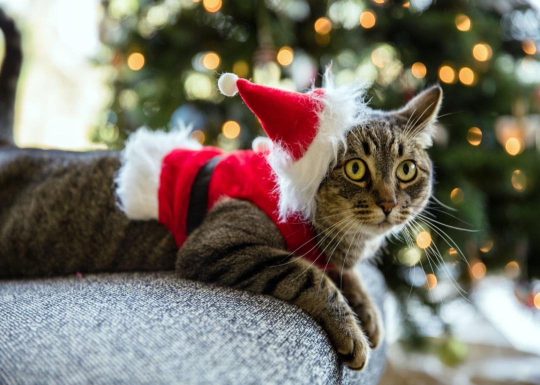 A cat on a couch wearing a Santa shirt and hat.