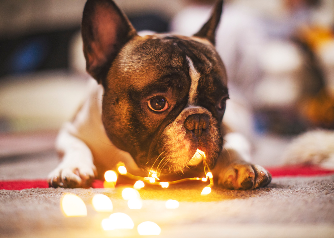 A small dog with lights in its mouth.