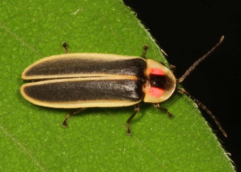 Quiz Do You Know Your State Insect? Stacker