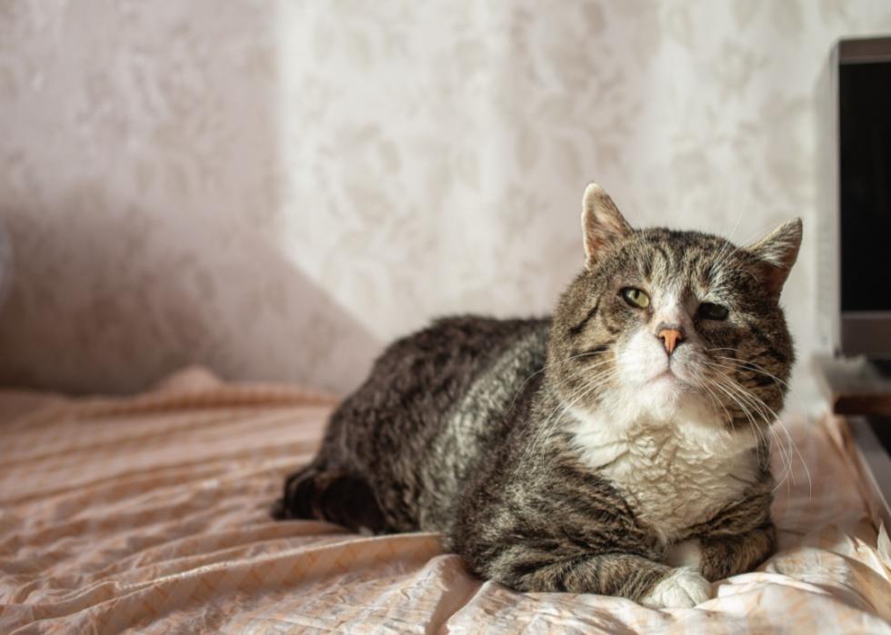 Old tabby cat lounging.