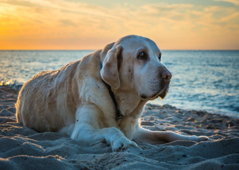 Big yellow Labrador sitting on the beach at sunset.