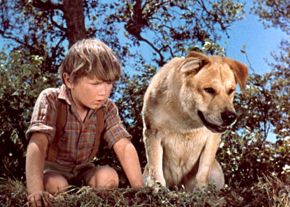 1959 disney film about a boy and a stray dog Best Dog Movies Of All Time Stacker