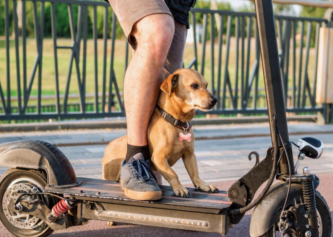 A small brown dog riding on a scooter with a person.