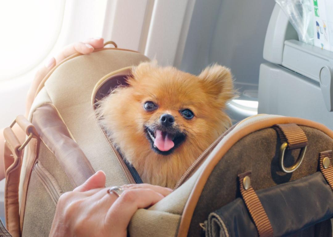 A small brown Pomeranian fluffy dog in a canvas brown bag.