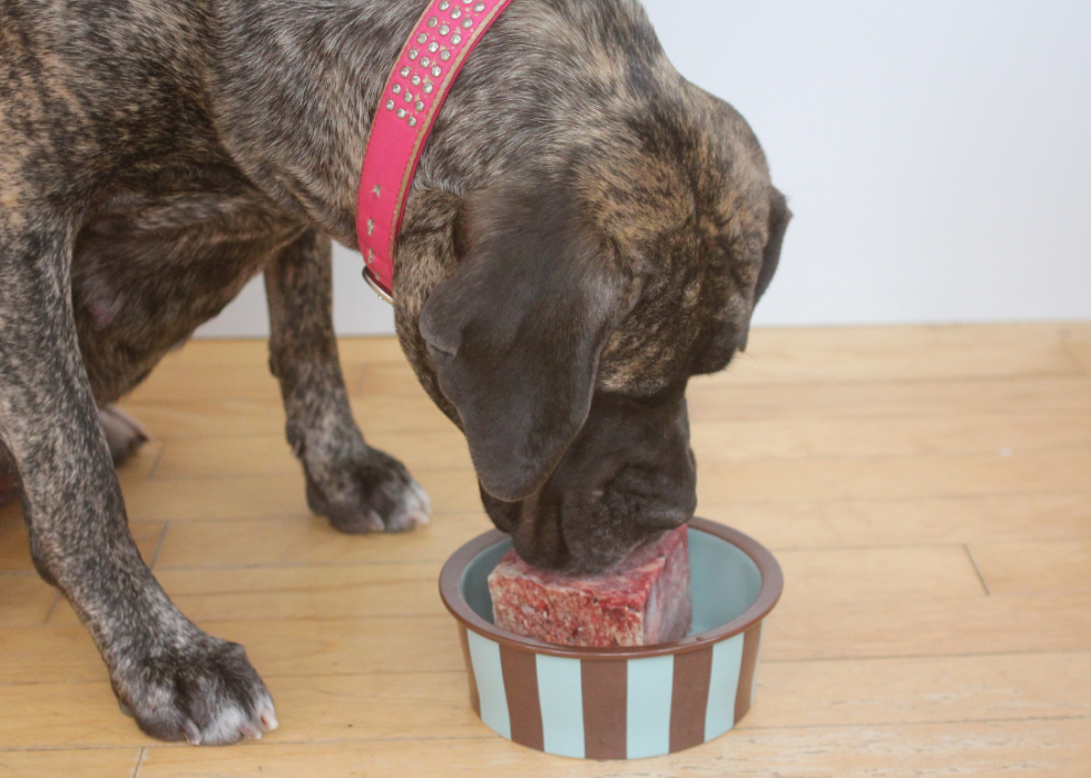 Dog eating raw food.