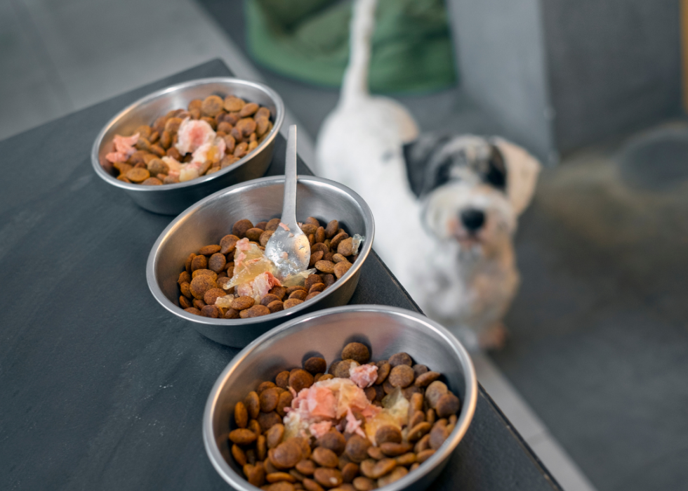 Dry dog food with topping.