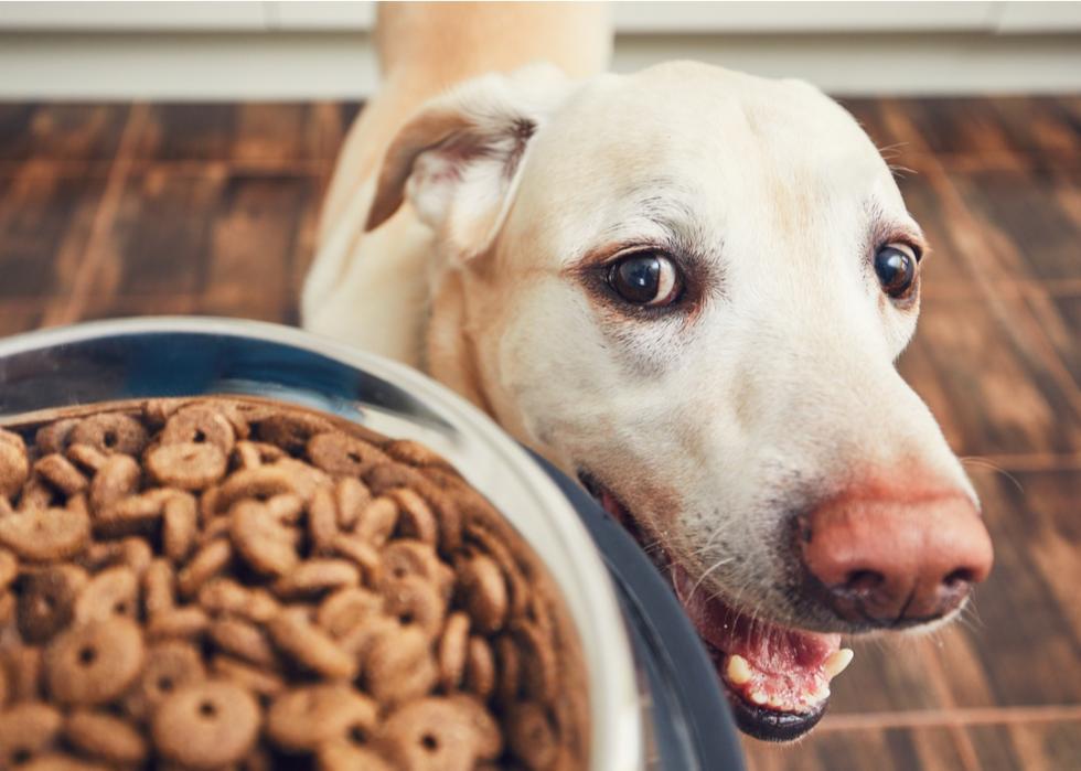 Yellow Lab dog looking up at a bowl of dry food.