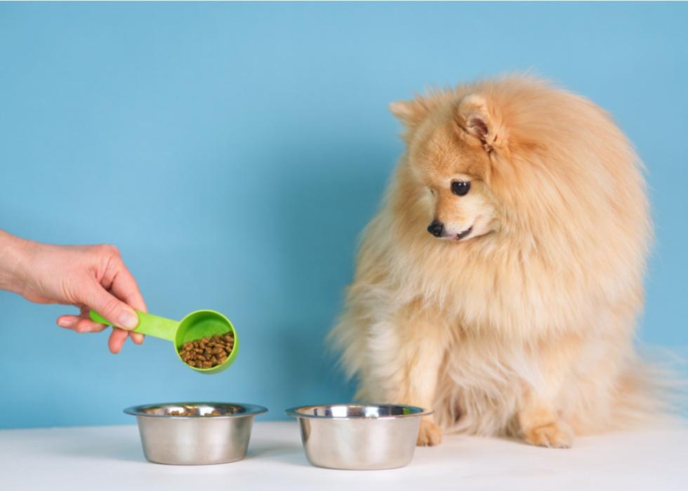 Fluffy small dog looks at food being poured into his bowl.