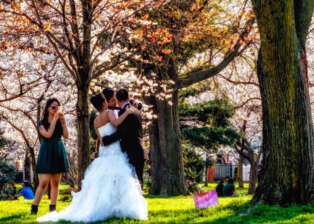 A wedding couple looking at photos on their photographer's camera among the cherry blossom trees.