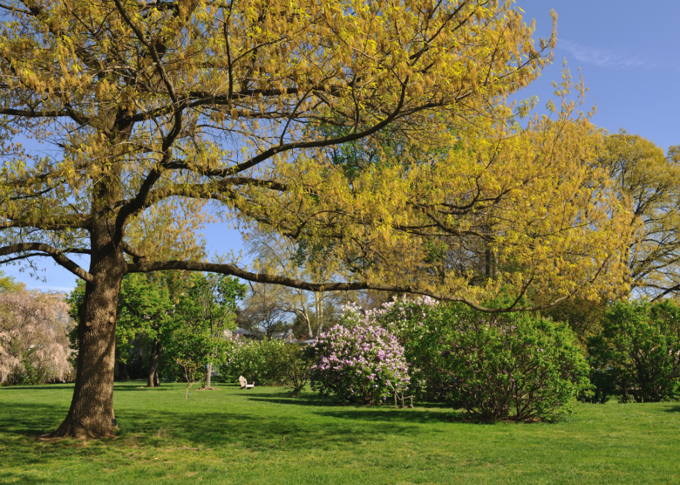 A green lawn with blooming trees and one Adirondack chair.