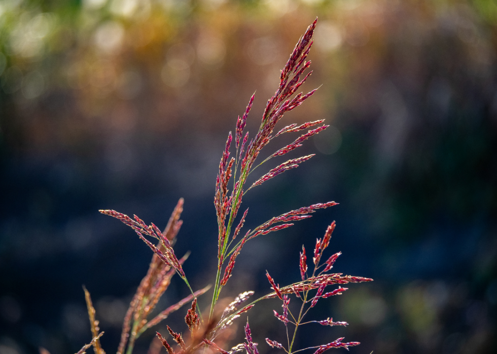 Red Johnsongrass in fall.