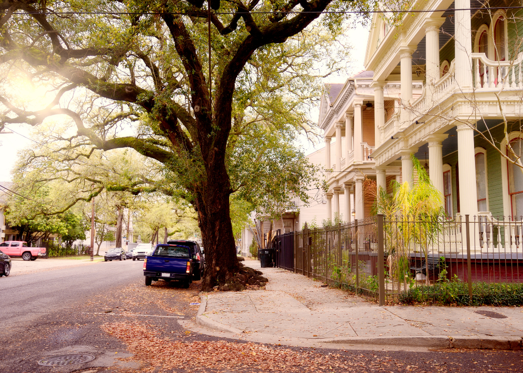 A large tree over a street of historic homes in New Orleans.