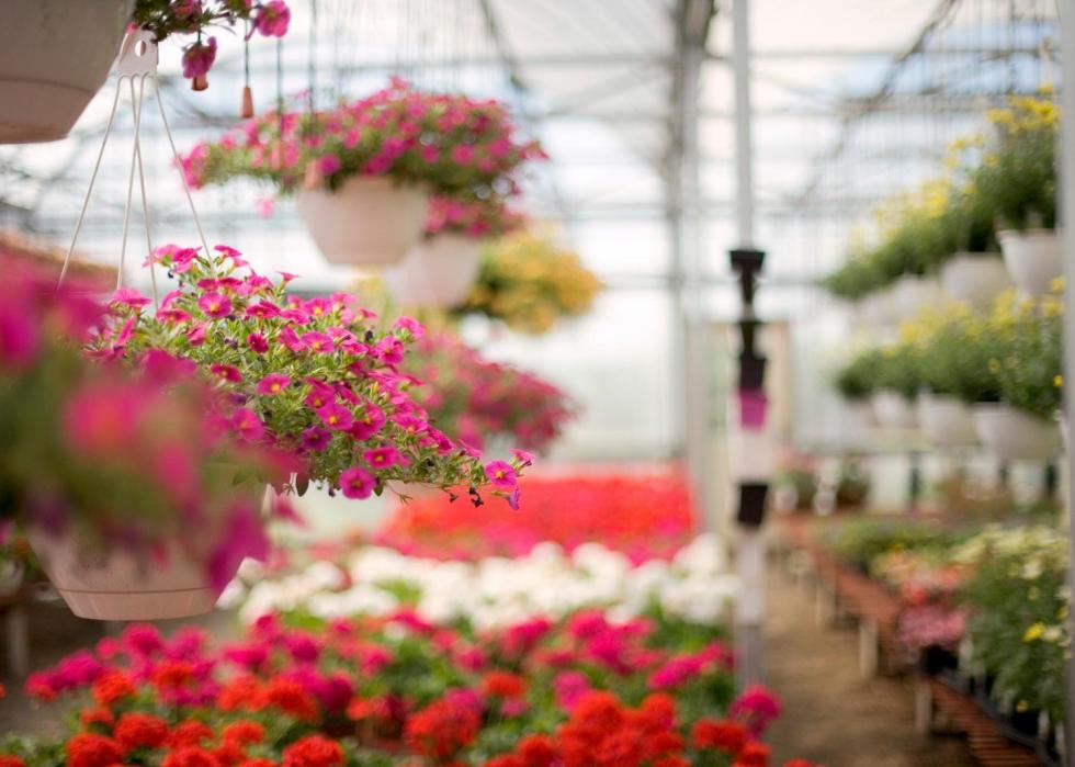Baskets of blooming flowers in a nursery.