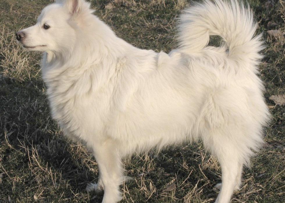 Stories Behind Every Dog Breed That Originated In America Stacker