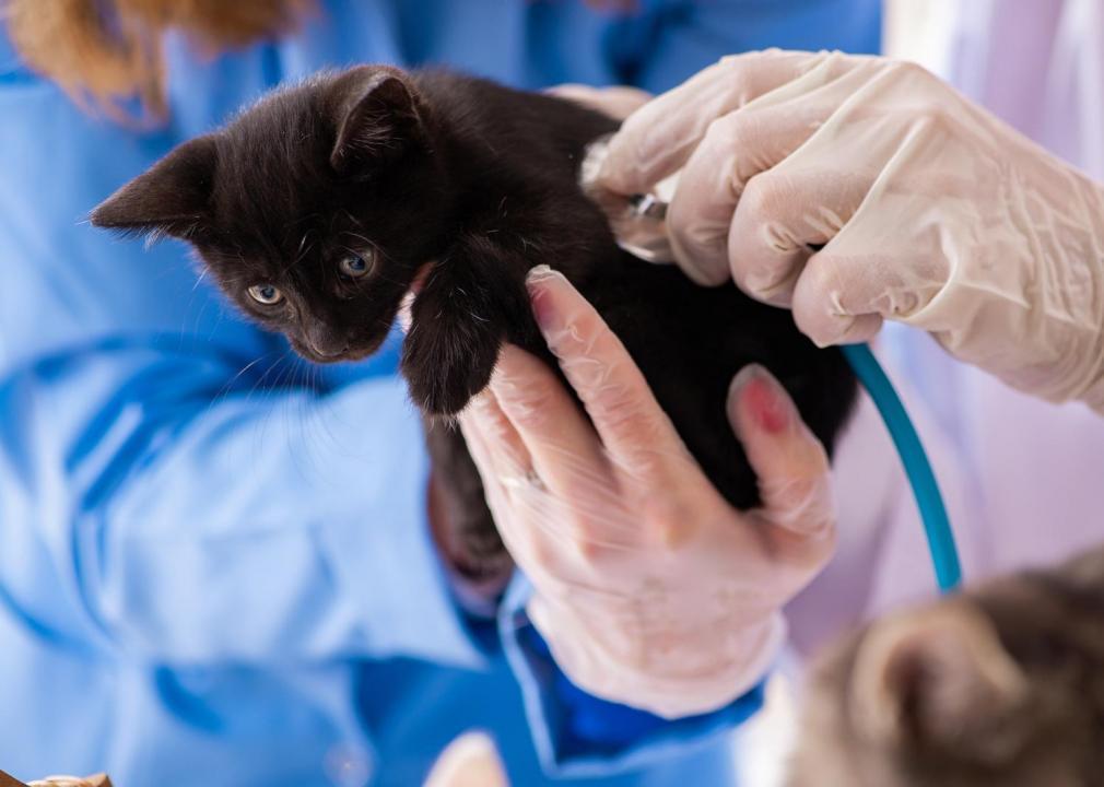 A vet assistant holds a black kitten.
