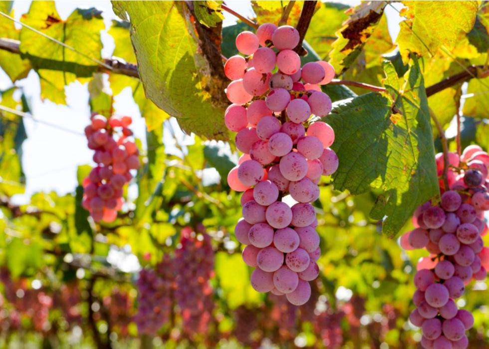 Pink grapes hanging in the sun in Yamanashi,Japan.