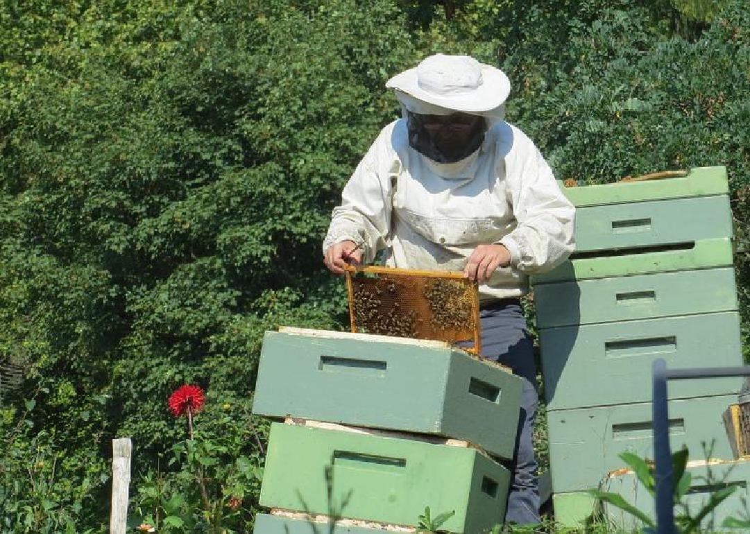 A beekeeper in their gear, handling bees. 