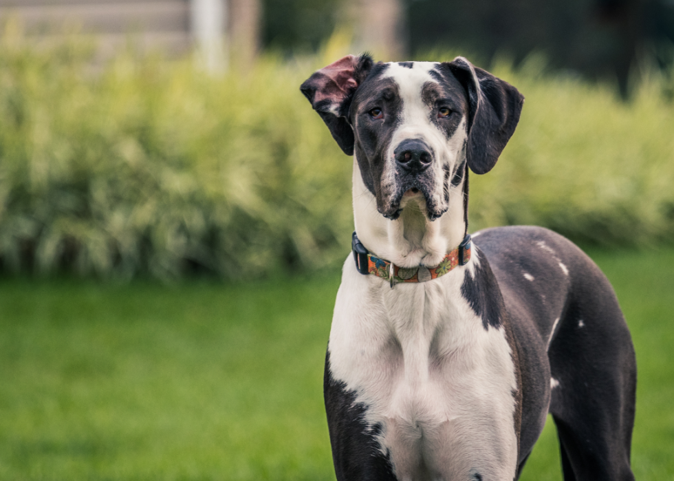 common large dog breeds