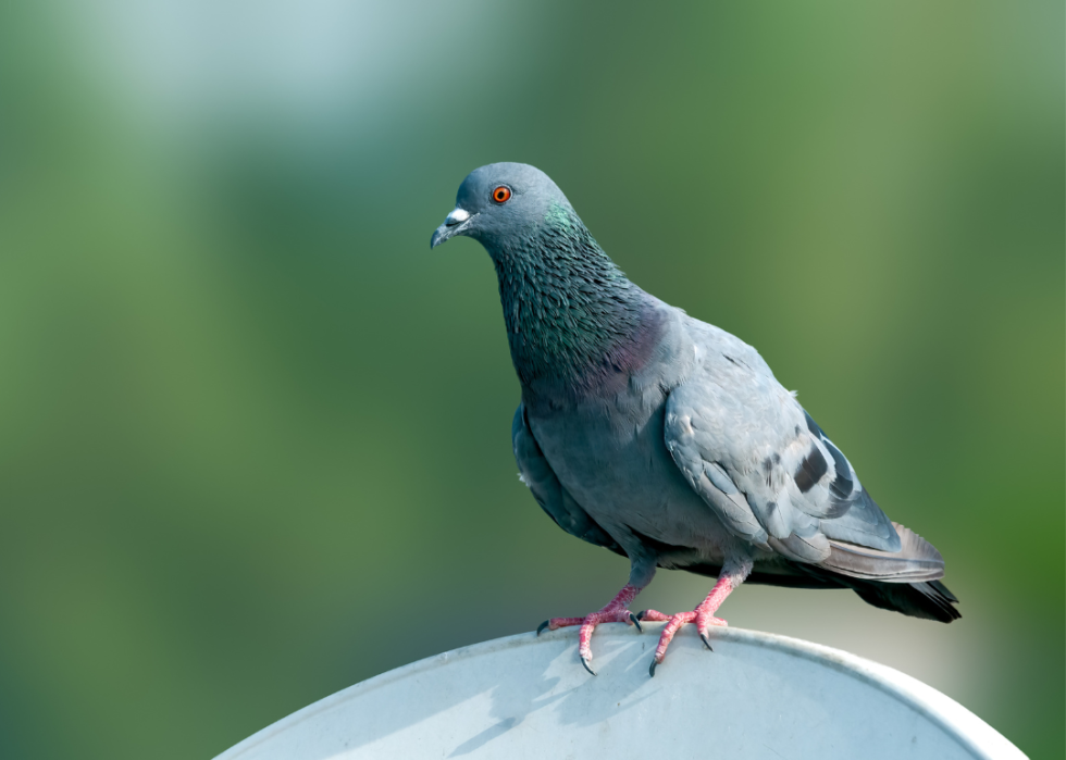 A Rock Pigeon sitting on a TV dish.