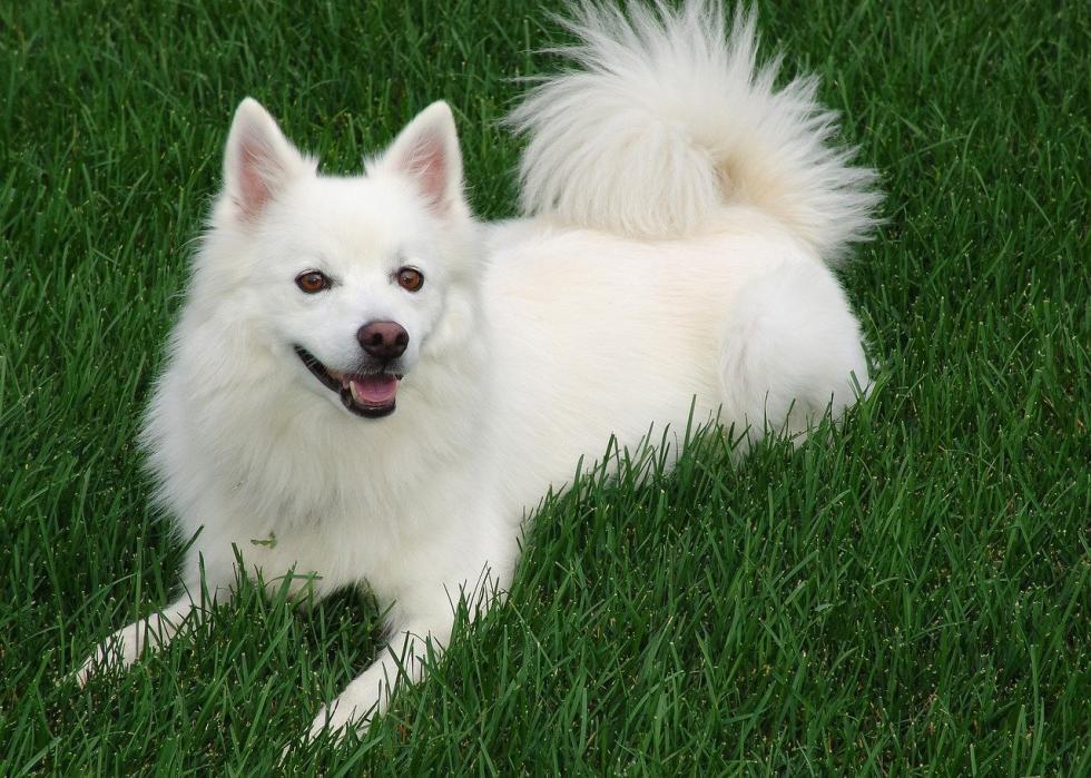 can a american eskimo dog and a carolina dog be friends