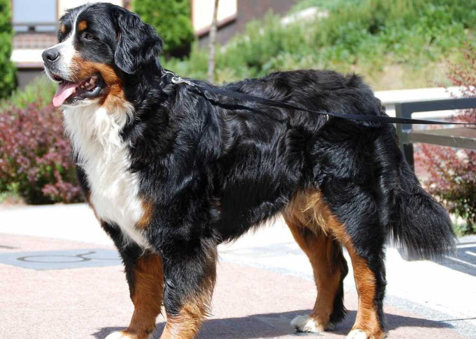 Most Popular Dog Breeds That Are Good for Families | Stacker