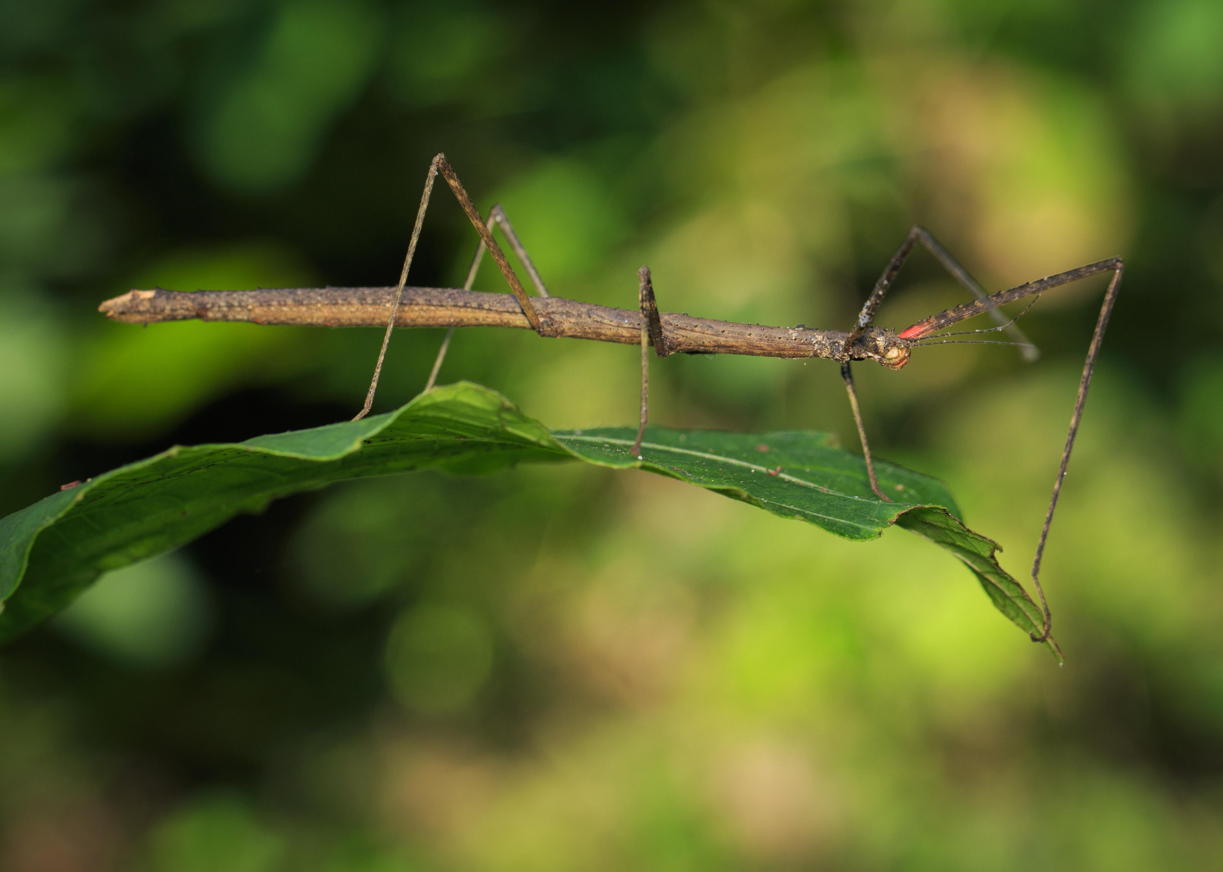 Giant stick insect on leaf.