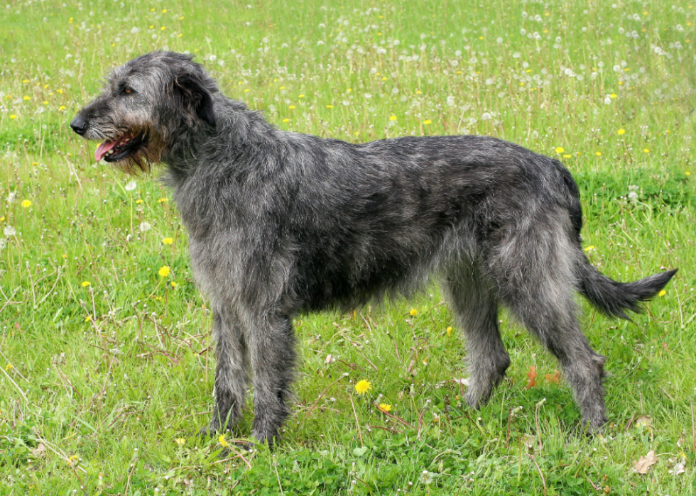 large wirehaired dog