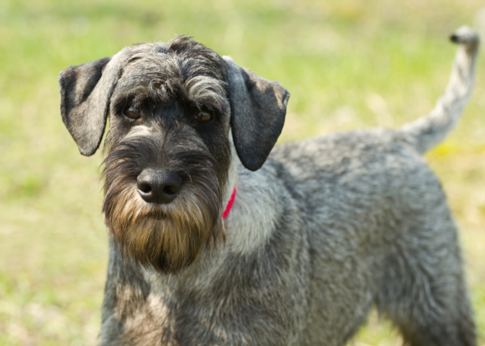 Dog Breeds Gaining Popularity | Stacker