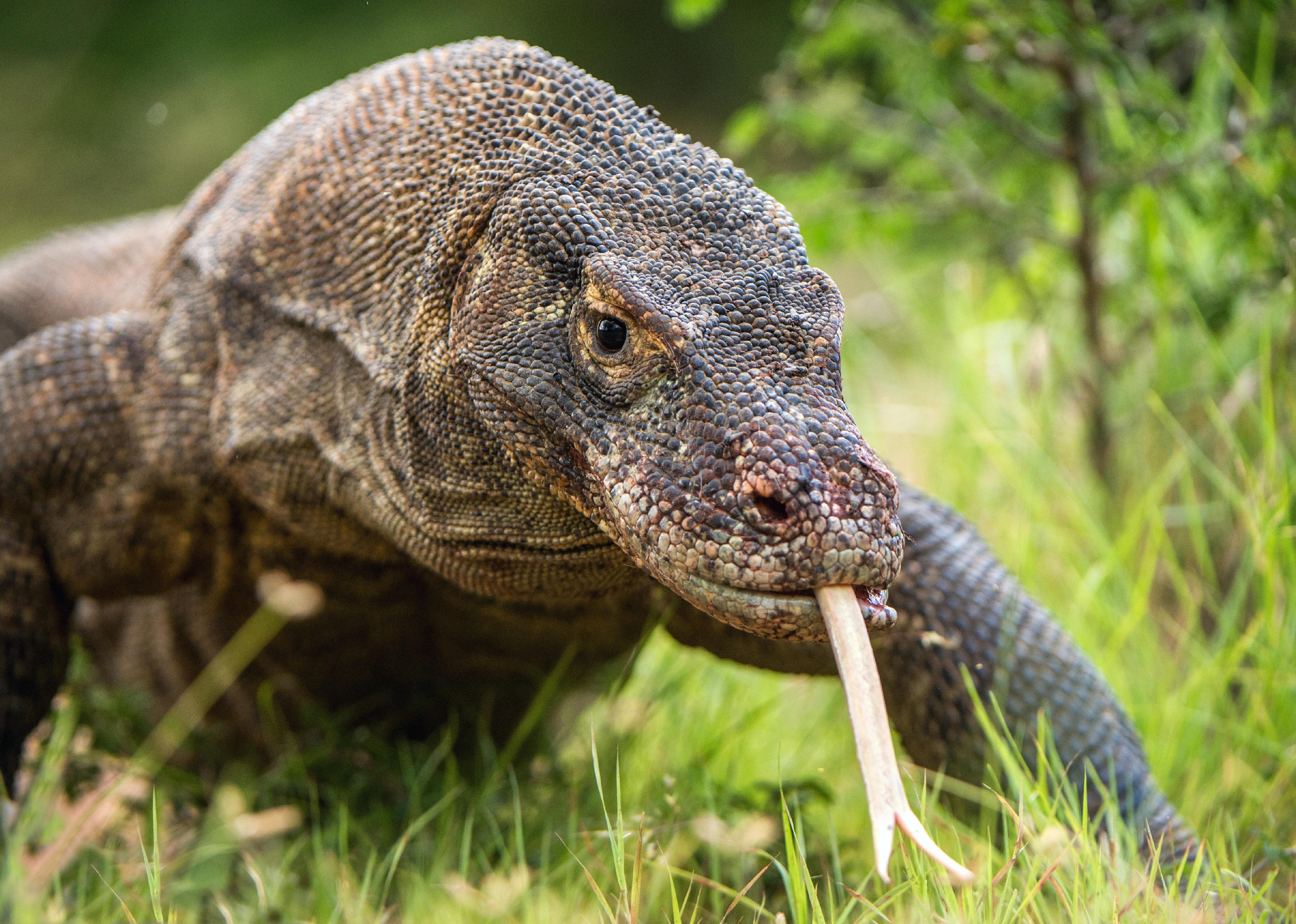 Komodo dragon with the forked tongue sniffs air.