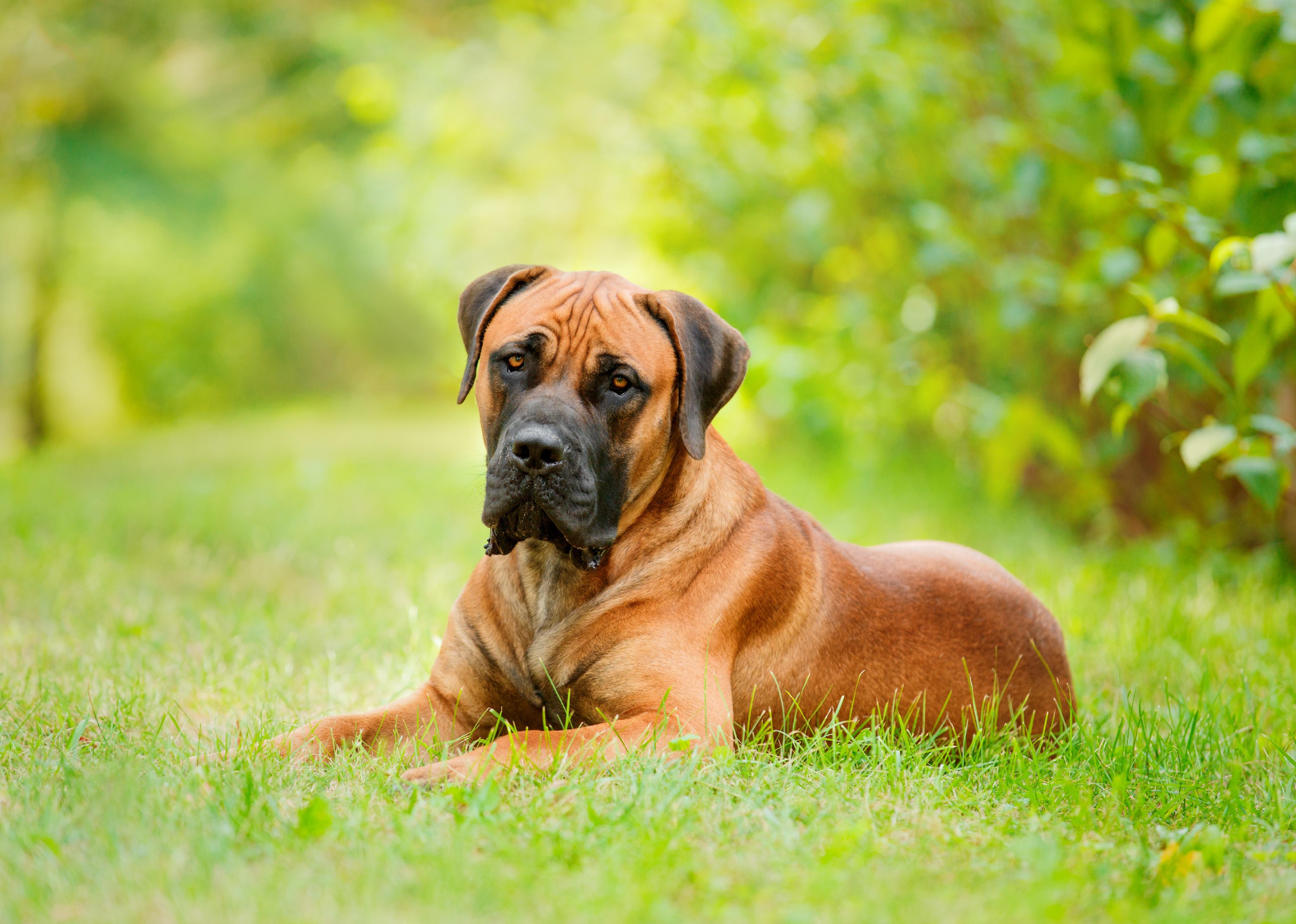 A Boerboel lying in some grass.
