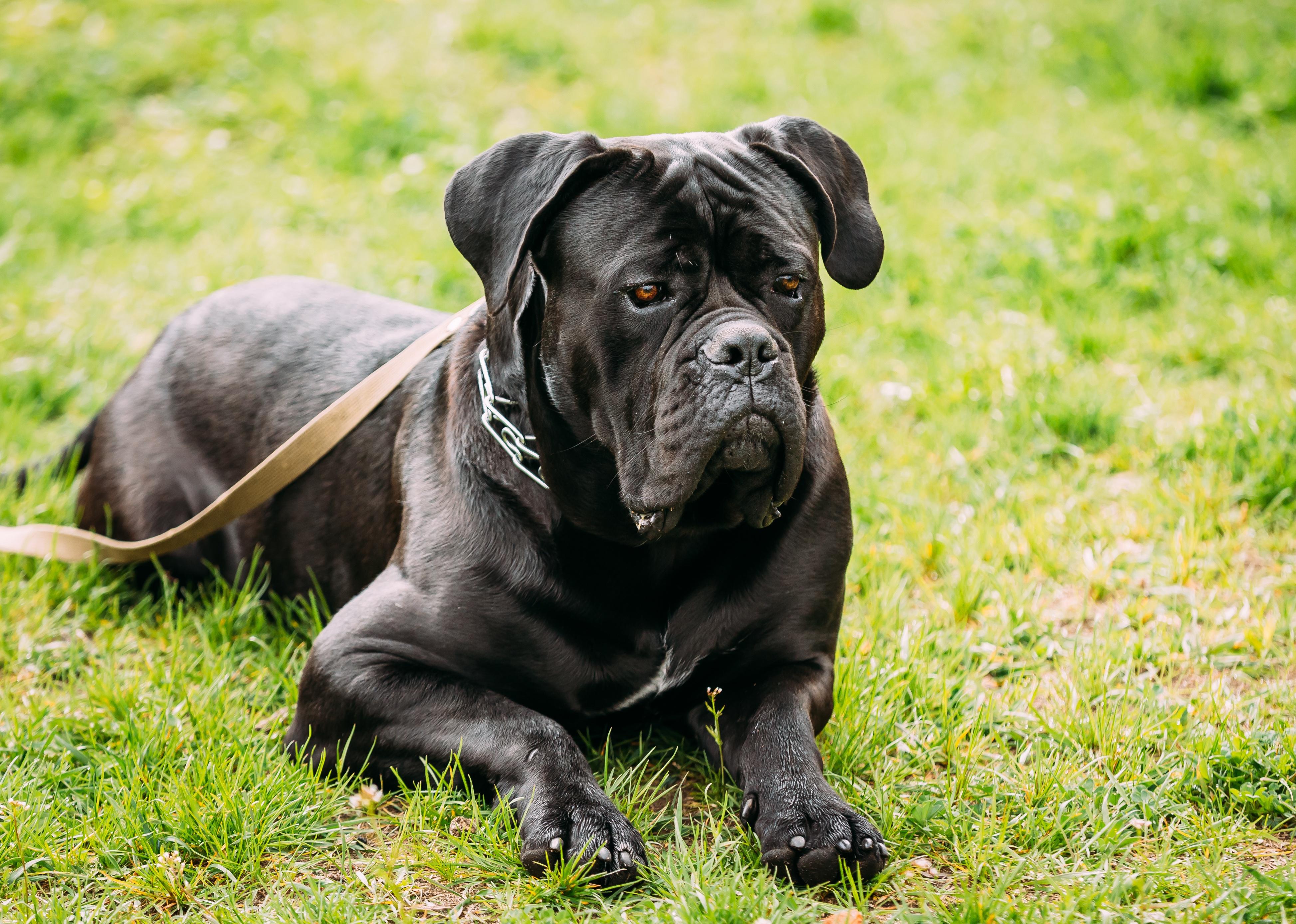 Black young Cane Corso dog laying down on grass. 