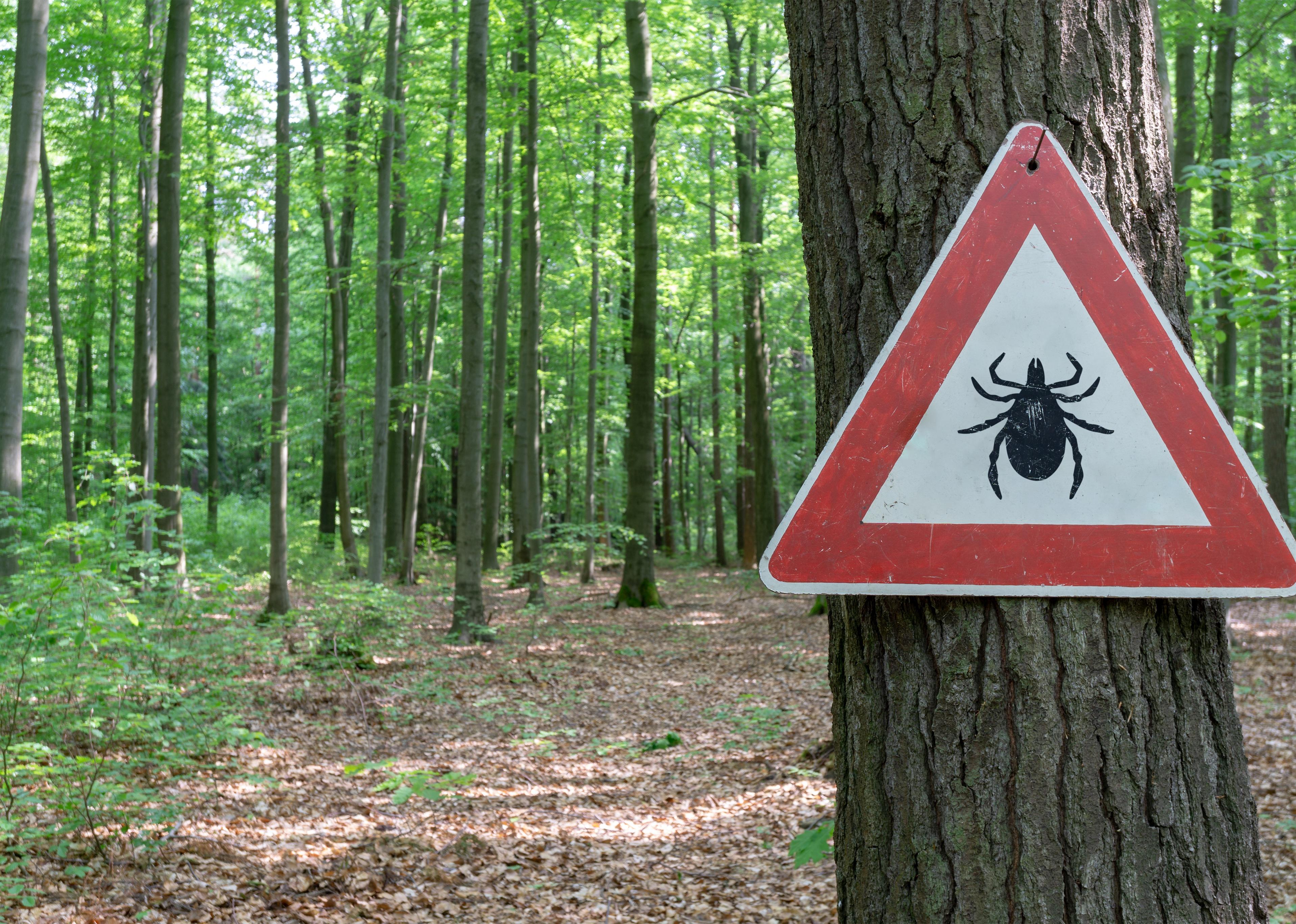 Tick insect warning sign in forest.